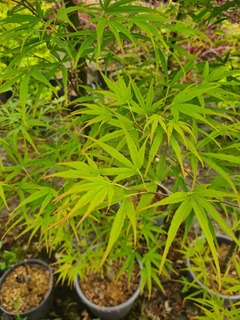 Acer palmatum Scolopendrifolium (2)-redimensionne-taille-600x800