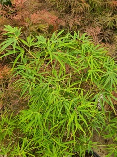 Erable du Japon - ACER palmatum 'Scolopendrifolium' - Arbuste