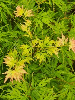Erable du Japon-Erable palmé - ACER palmatum dissectum 'Seiryu' - Petit arbre