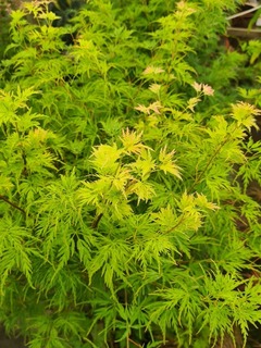Acer palmatum Seiryu (3)-redimensionne-taille-600x800