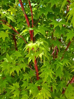 Acer palmatum Senkaki (3)-redimensionne-taille-600x799