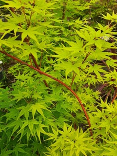 Acer palmatum Senkaki-redimensionne-taille-600x800