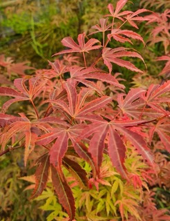 Acer palmatum Shirazz (3)-redimensionne-taille-600x780