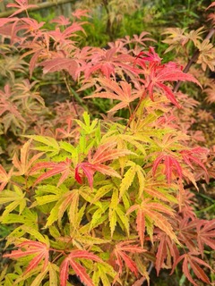 Erable du Japon-Erable palmé - ACER palmatum 'Shirazz' - Petit arbre