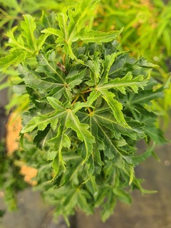 Erable du Japon-Erable palmé - ACER palmatum 'Shishigashira' - Petit arbre