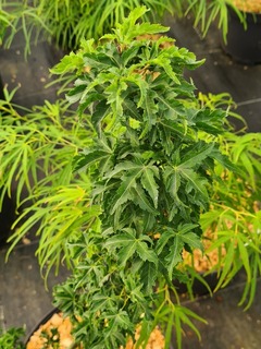 Acer palmatum Shishigashira-redimensionne-taille-600x800