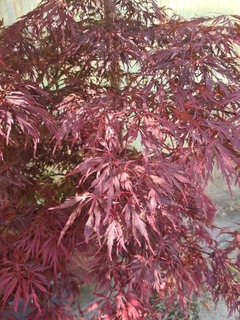 Acer palmatum Tamukeyama (2)-redimensionne-taille-600x800 (1)