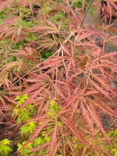 Erable du Japon-Erable palmé - ACER palmatum dissectum 'Tamukeyama' - Petit arbre