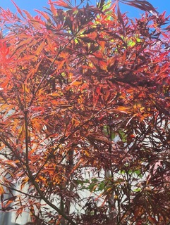 Acer palmatum Tamukeyama (3)-redimensionne-taille-600x798