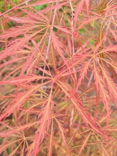 Acer palmatum Tamukeyama-redimensionne-taille-600x798