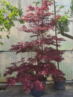 Acer palmatum Tamukeyama-redimensionne-taille-600x800