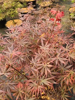 Acer palmatum Trompenburg (3)-redimensionne-taille-600x801