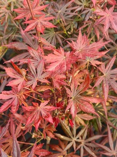 Erable du Japon pourpre - ACER palmatum 'Trompenburg' - Arbuste