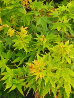 Acer palmatum Ueno yama (2)-redimensionne-taille-600x801