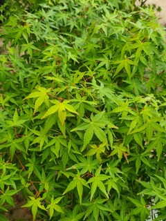 Acer palmatum Ueno yama (3)-redimensionne-taille-600x799