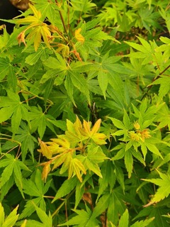 Erable du Japon - ACER palmatum 'Ueno yama' - Arbuste