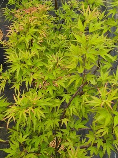Acer palmatum Wilson's pink dwarf (2)-redimensionne-taille-600x800