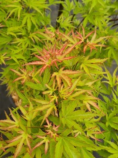 Erable japon-Erable palmé - ACER palmatum 'Wilson's pink dwarf' - Petit arbre