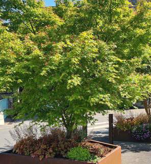 Erable du Japon - ACER palmatum - Arbuste