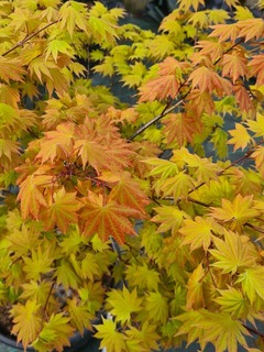 Erable du japon 'Autumn moon' - ACER shirasawanum 'Autumn moon' - Arbre