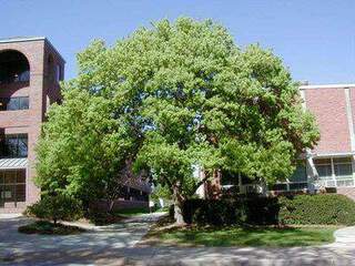 acer buergerianum