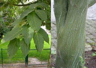 Erable du père David - ACER davidii - Arbre