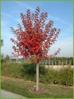 acer freemani Autumn Blaze