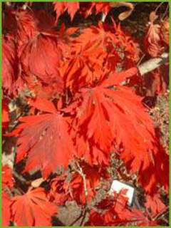 Acer japonicum aconitifolium