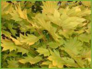 acer japonicum aureum