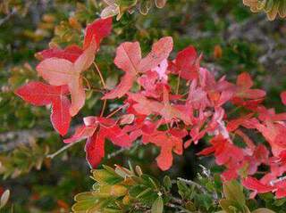 Acer campestre  Érable champêtre - Van den Berk Pépinières