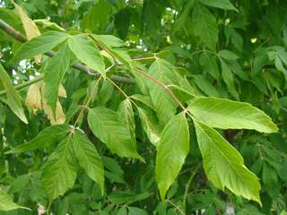 Erable à feuille de frêne - ACER negundo - Petit arbre