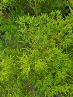Erable du Japon-Erable palmé - ACER palmatum dissectum 'Emerald lace' - Petit arbre