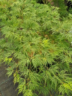 Acer palamtum Emerald lace-redimensionne-taille-600x800