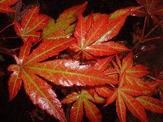 ACER Palmatum