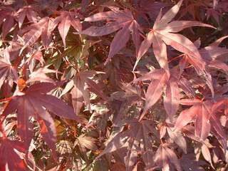 Erable du Japon pourpre - ACER palmatum 'Atropurpureum' - Arbuste