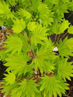 Acer palmatum Autumn moon-redimensionne-taille-600x800