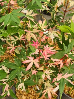 Erable japon-Erable palmé - ACER palmatum 'Asahi zuru' - Petit arbre