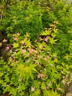 Acer palmatum Azahi zuru (4)-redimensionne-taille-600x800