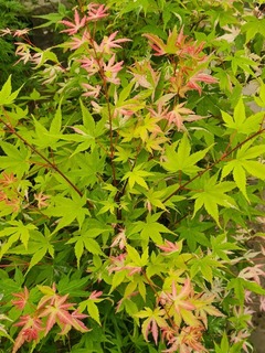 Acer palmatum Azahi zuru (5)-redimensionne-taille-600x801