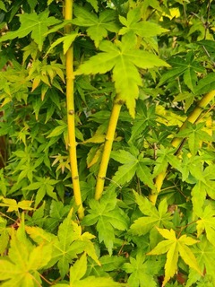 Erable de Japon- Erable palmé - ACER palmatum 'Bi hoo' - ---------arbre-------------