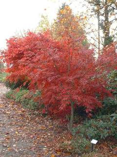 Erable du Japon pourpre - ACER palmatum 'Bloodgood' - Arbuste