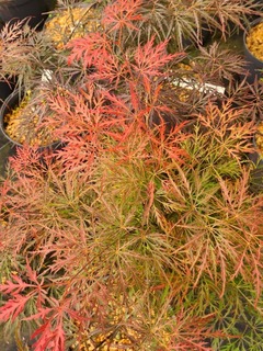 Erable du Japon-Erable palmé - ACER palmatum dissectum 'Crimson queen' - Petit arbre