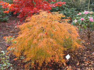 ACER palmatum dissectum Green Lace 15-11-06 039