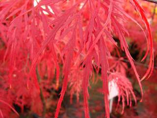 ACER palmatum 'Garnet' - automne (2)