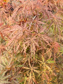 Acer palmatum Inaba shidare (2)-redimensionne-taille-600x800