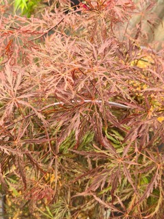 Erable du Japon-Erable palmé - ACER palmatum dissectum 'Inaba shidare' - Petit arbre