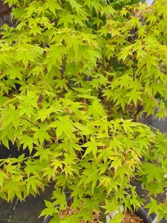Acer palmatum Katsura (2)-redimensionne-taille-600x800