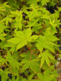 Erable du Japon - ACER palmatum 'Katsura' - Arbuste