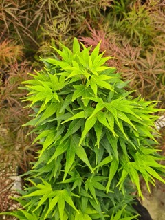 Acer palmatum Mikawa yatsubusa (2)-redimensionne-taille-600x800