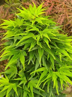 Erable du Japon-Erable palmé - ACER palmatum 'Mikawa yatsubusa' - Petit arbre